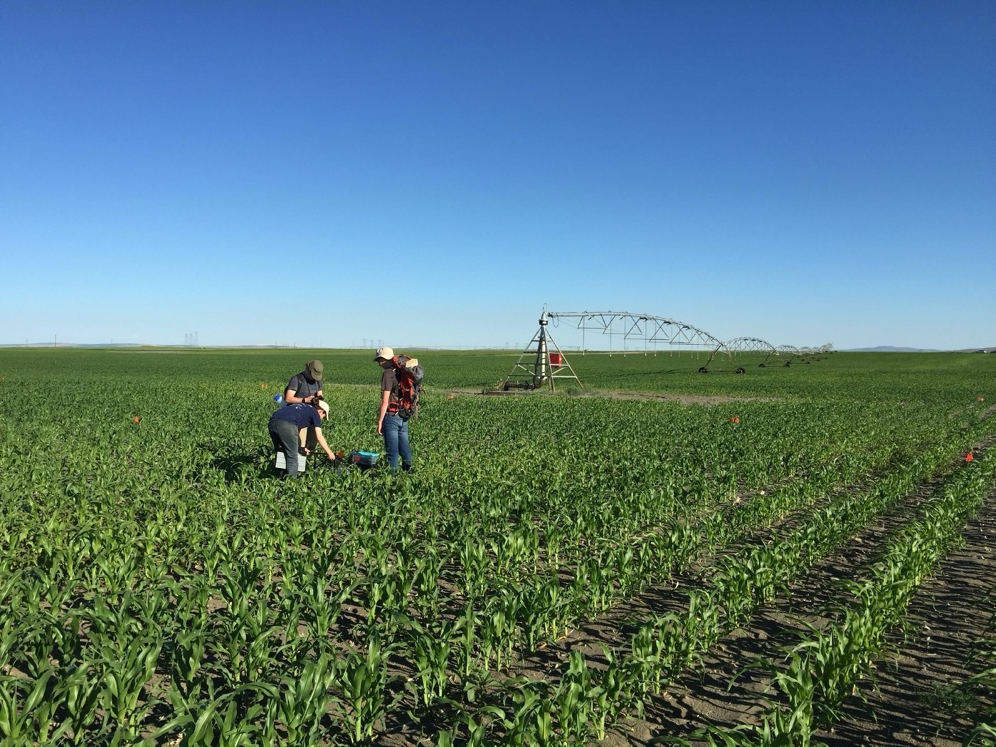 Agricultural field site